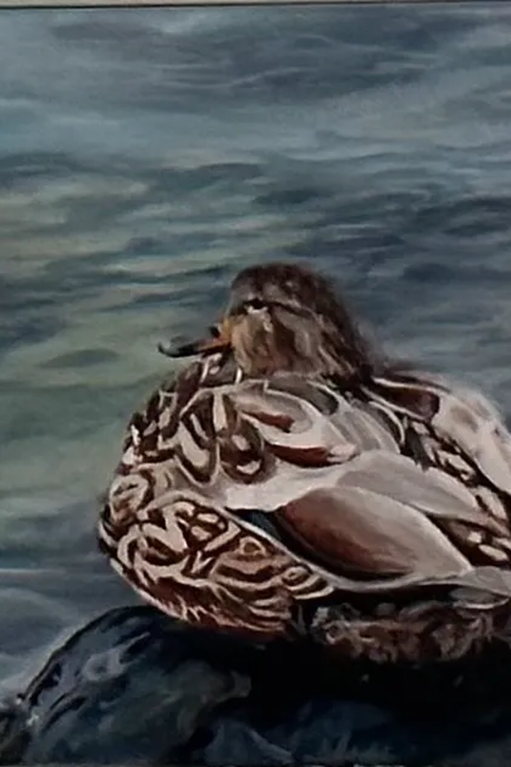 2025-Vick_Mallard-Hen-oil-2_1080h_2x3.webp